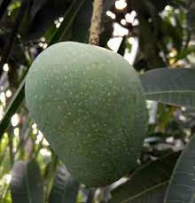 গোপালভোগ আম_img_1