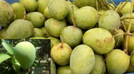 গোপালভোগ আম_img_2
