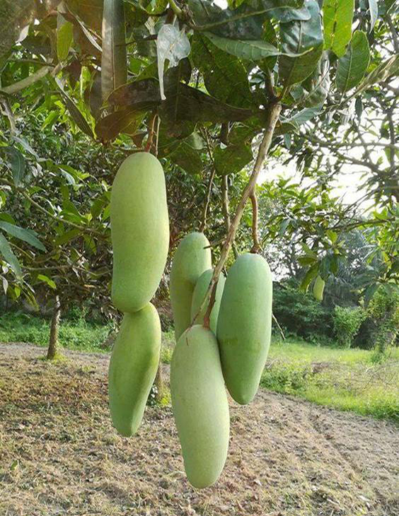 ব্যানানা আম_img_1