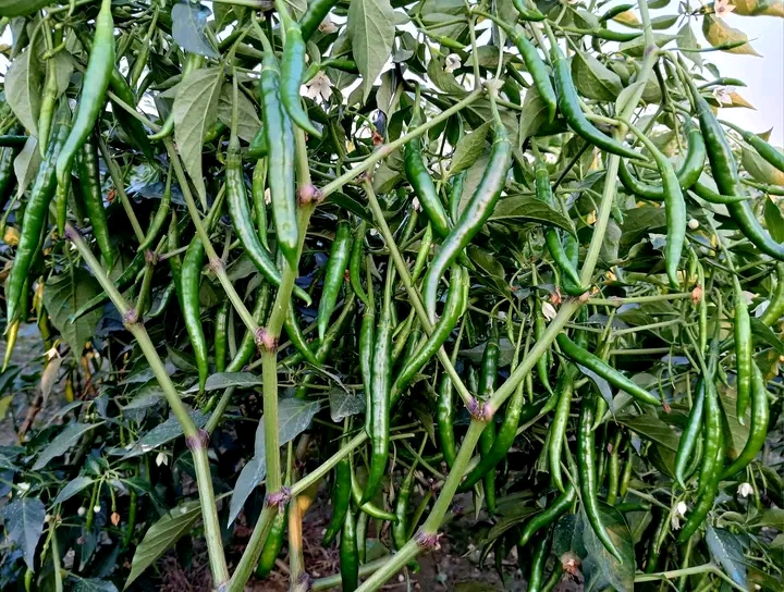 Customer-এর রিভিউ
