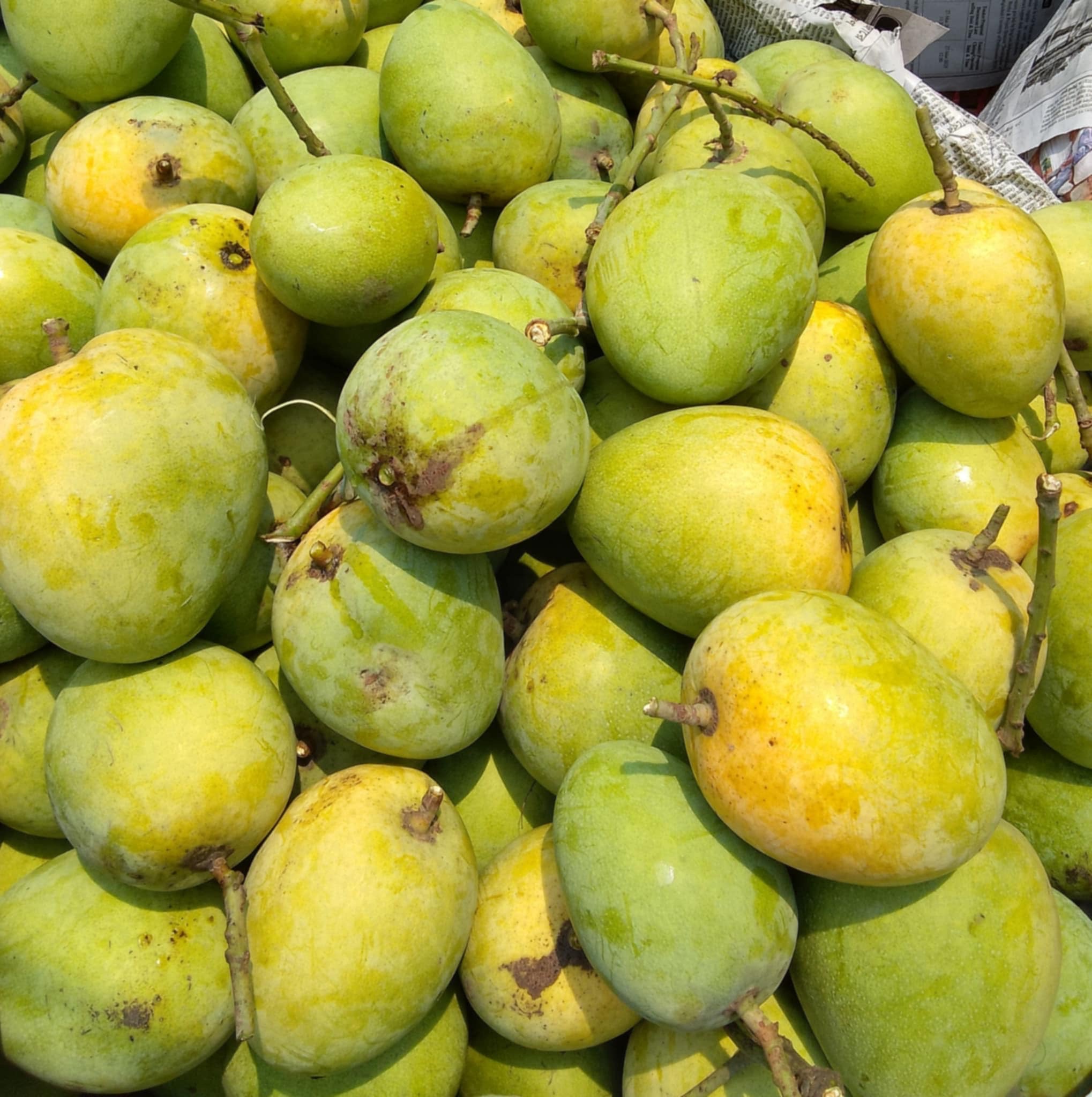 সাতক্ষীরার হিমসাগর আম (Himsagor Mango)_img_3