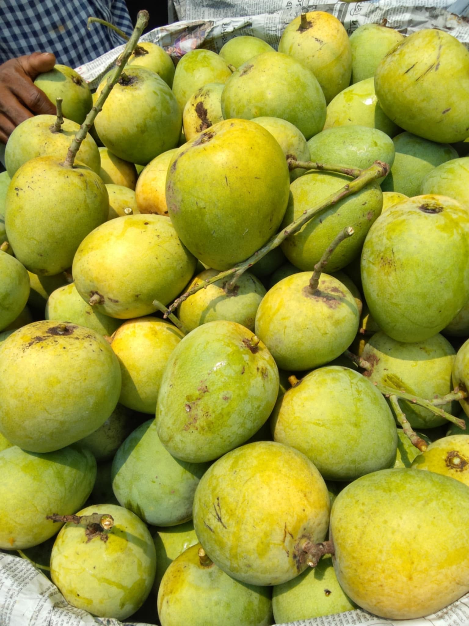 সাতক্ষীরার হিমসাগর আম (Himsagor Mango)_img_2