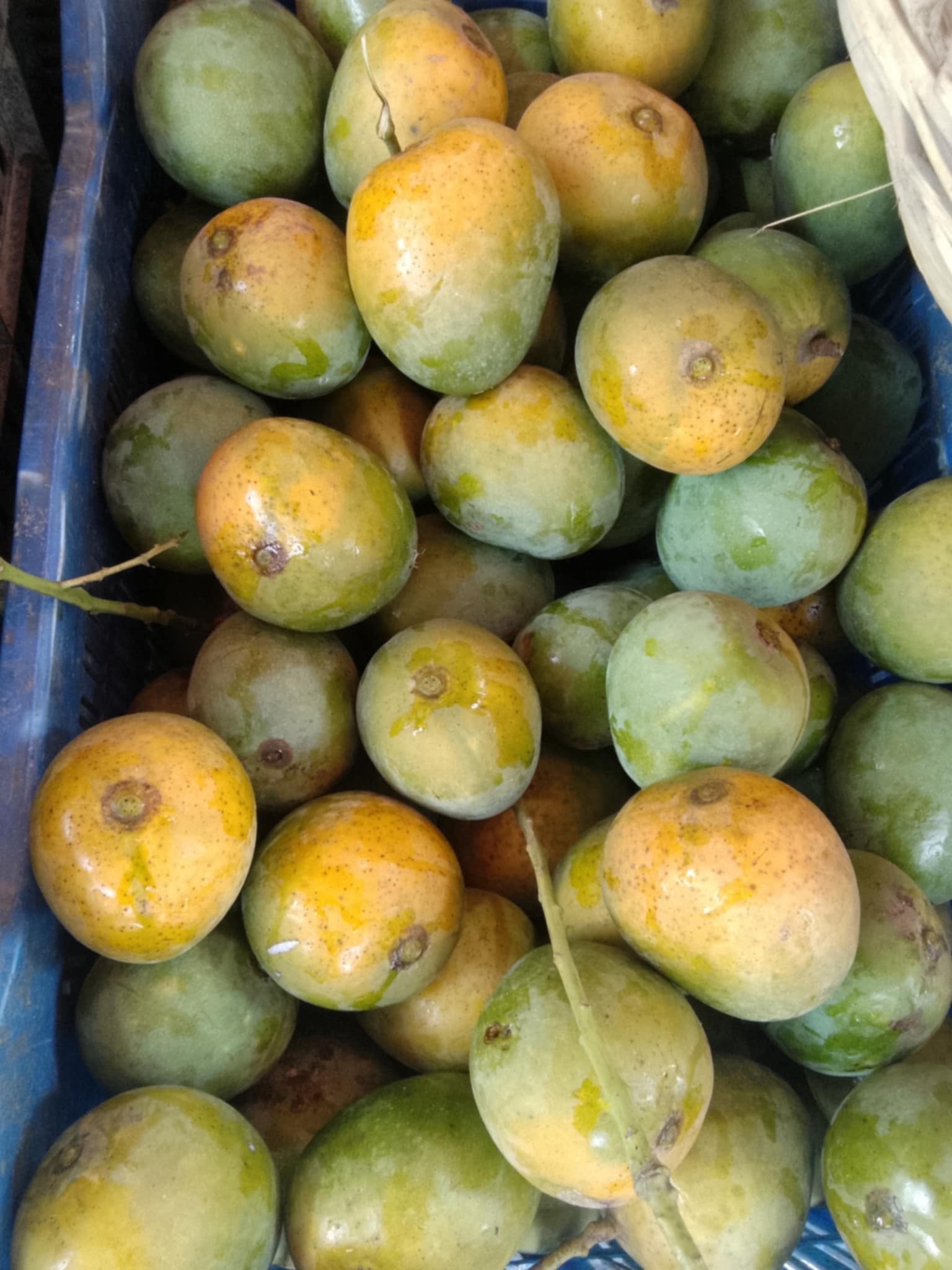 সাতক্ষীরার হিমসাগর আম (Himsagor Mango)_img_4