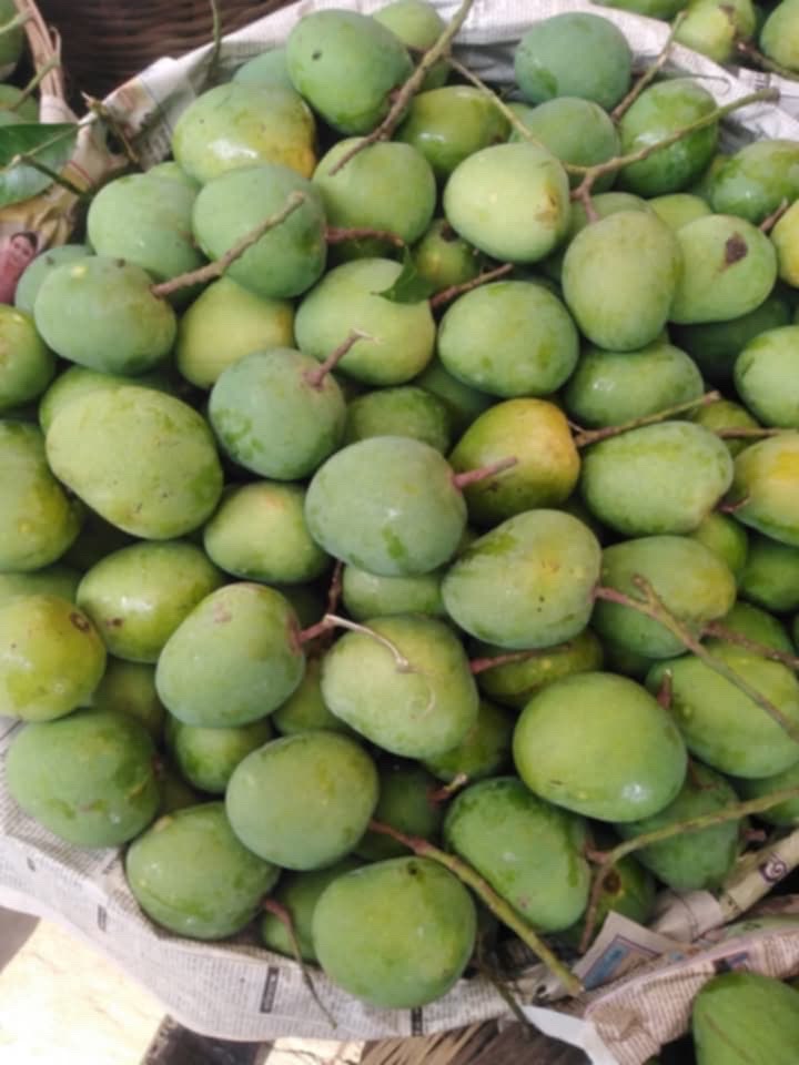 সাতক্ষীরার হিমসাগর আম (Himsagor Mango)_img_7