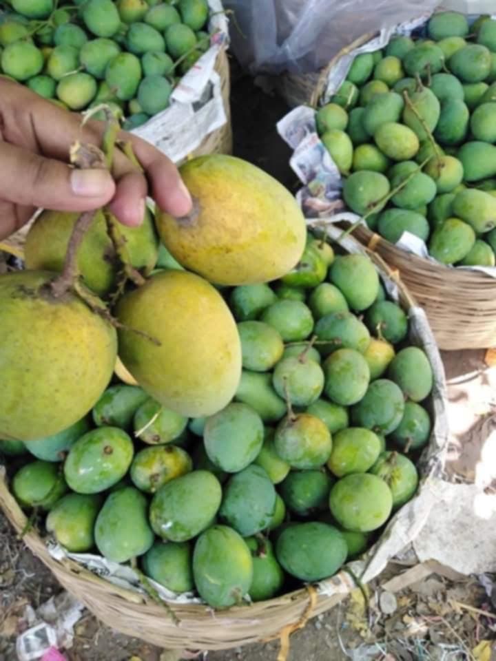 সাতক্ষীরার হিমসাগর আম (Himsagor Mango)_img_6