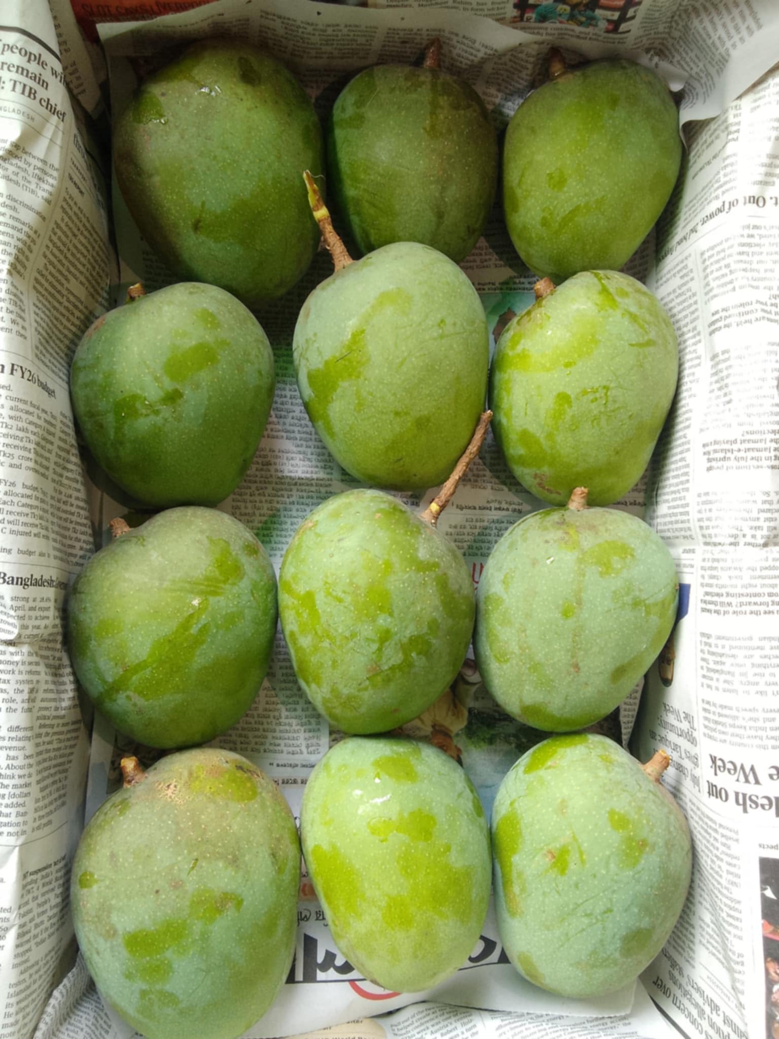 সাতক্ষীরার গোবিন্দভোগ আম (Gobindovog Mango)_img_4