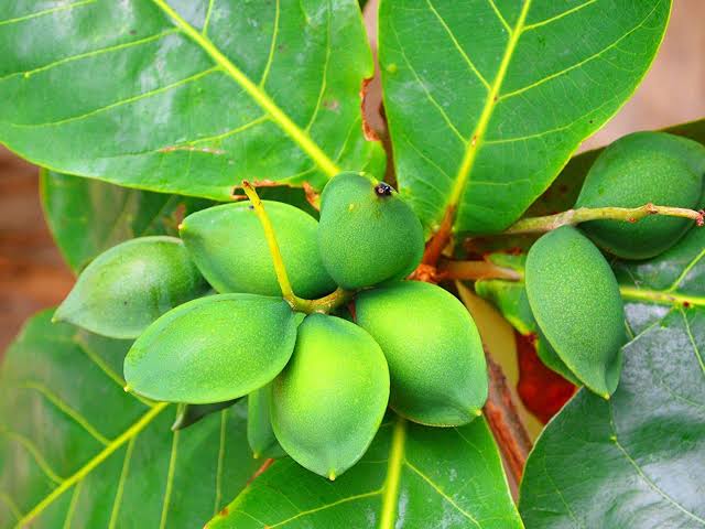 কাঠবাদাম_img_1