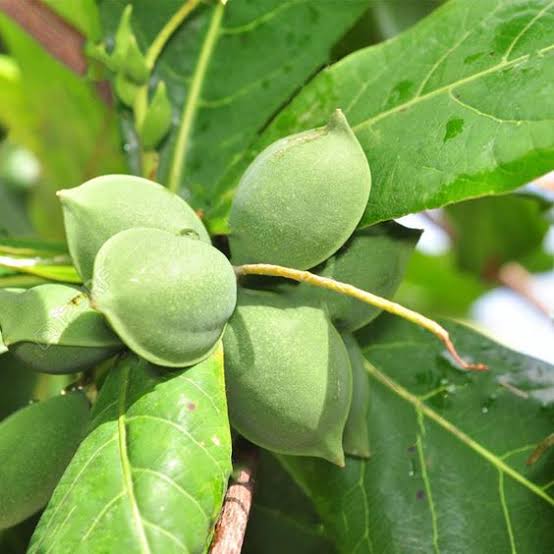 কাঠবাদাম_img_2