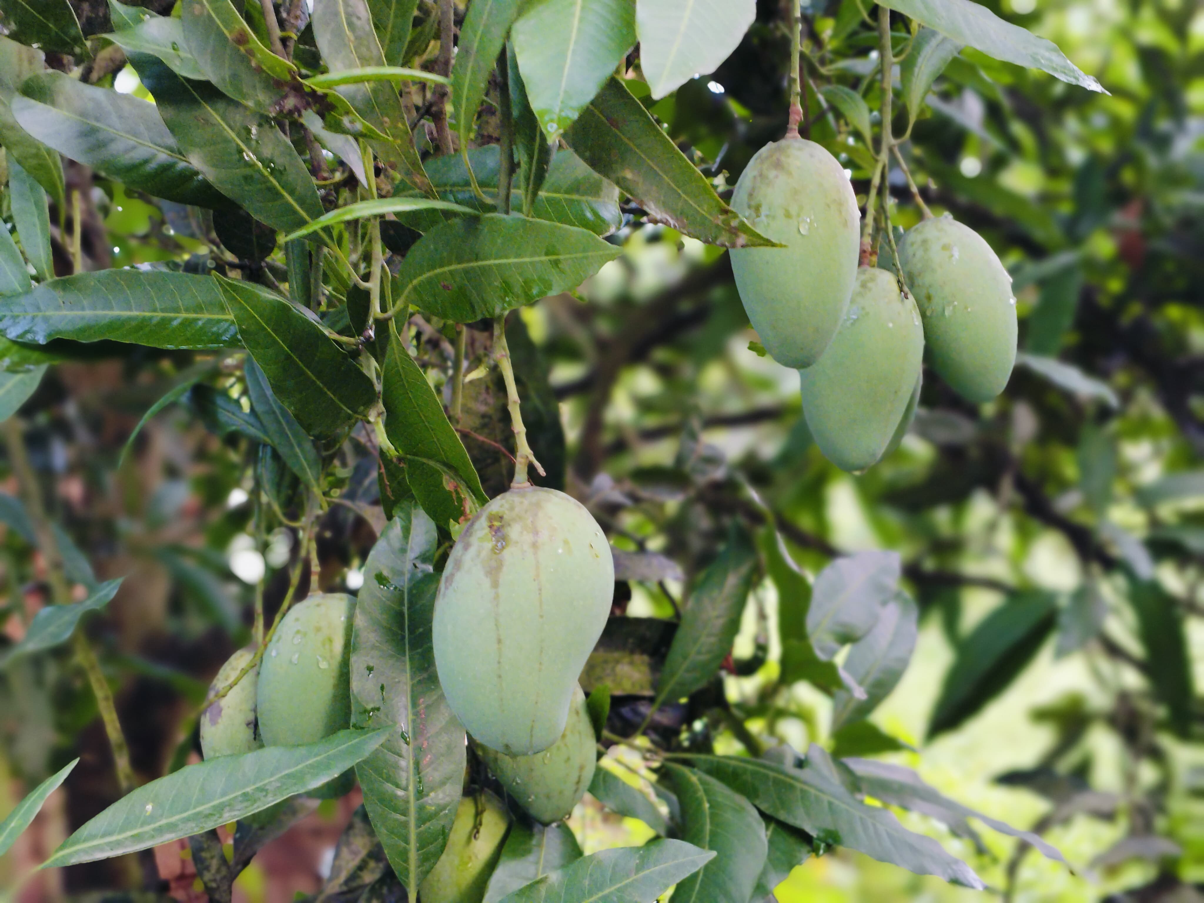 আম্রপালি ১২ কেজি হোম ডেলিভারি - Image 2