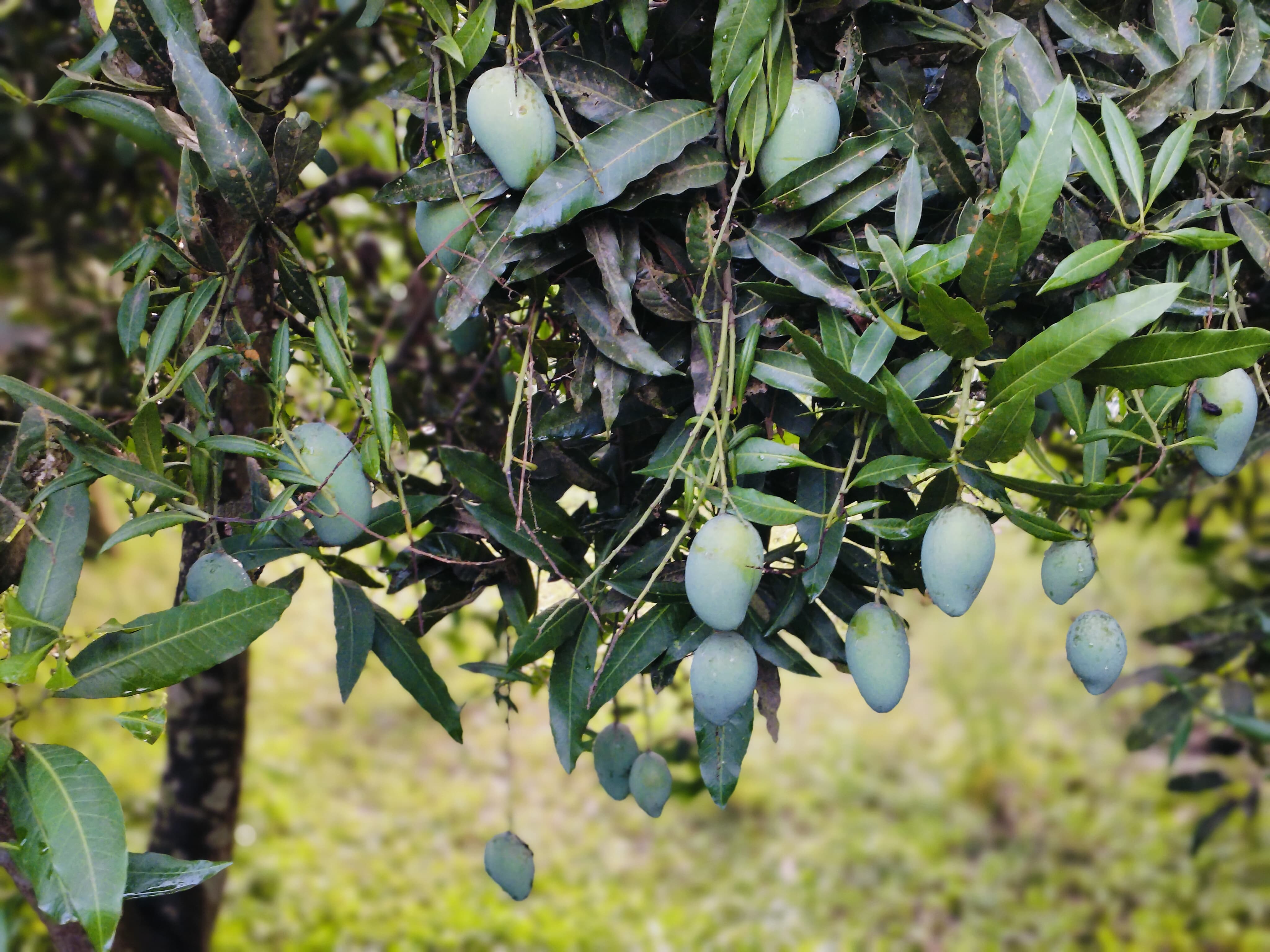 আম্রপালি ১২ কেজি হোম ডেলিভারি - Image 3