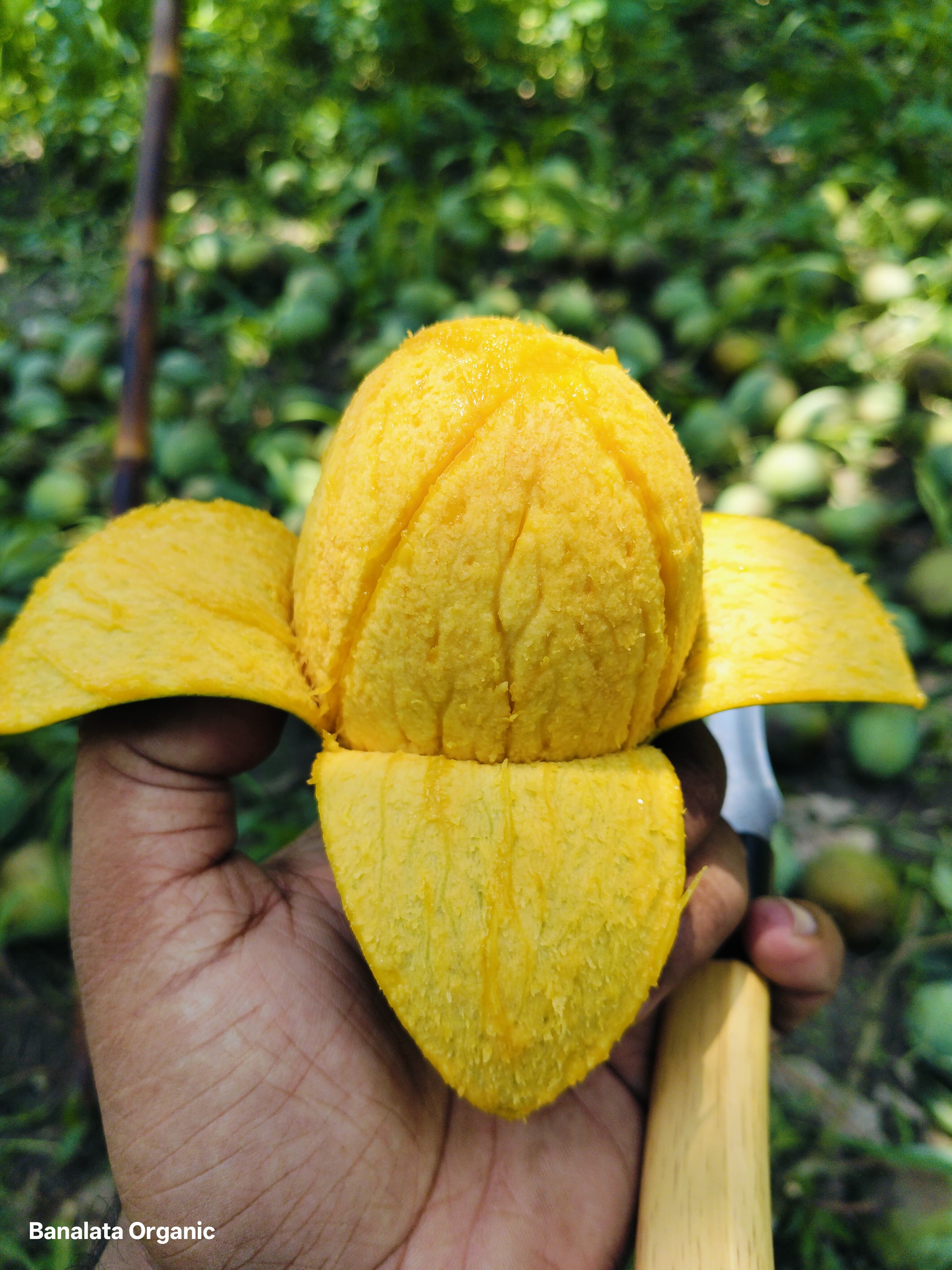 ল্যাংড়া ১২ কেজি হোম ডেলিভারি - Image 1