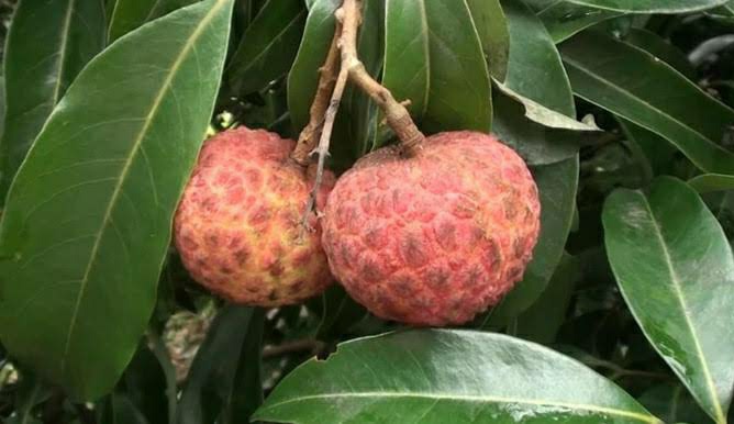 বেদানা লিচু🍒 ১০০পিস | Bedana Lichu