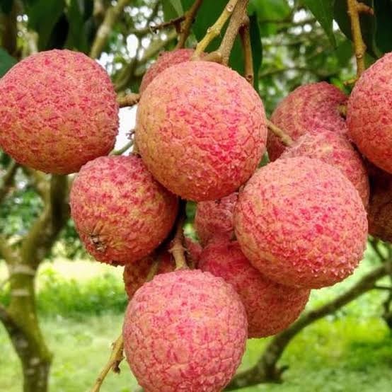 বেদানা লিচু🍒 ১০০পিস | Bedana Lichu_img_2