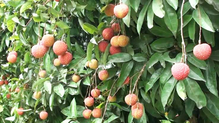 বেদানা লিচু🍒 ১০০পিস | Bedana Lichu_img_3