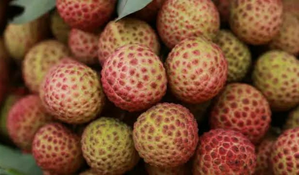 বেদানা লিচু🍒 ১০০পিস | Bedana Lichu_img_4