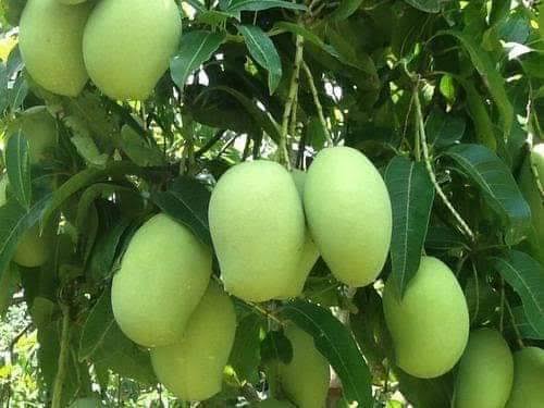সূর্যাপুরী আম