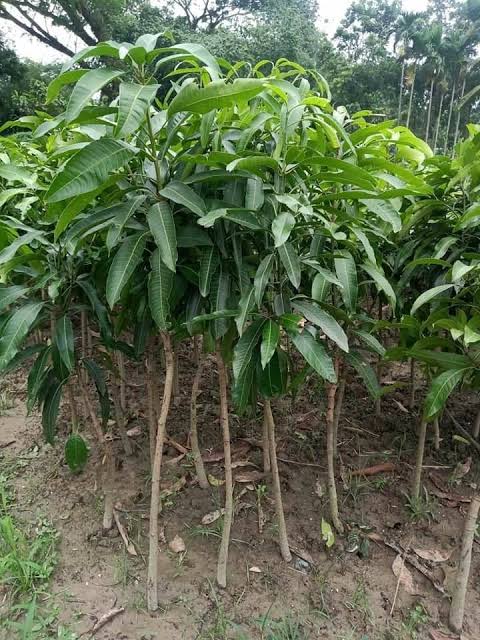 গৌরমতি আম_img_1