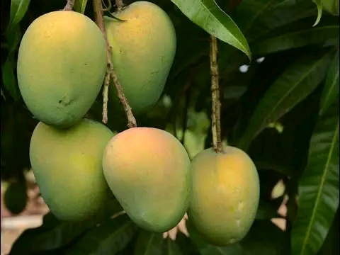 হাড়িভাঙ্গা আম গাছ_img_1
