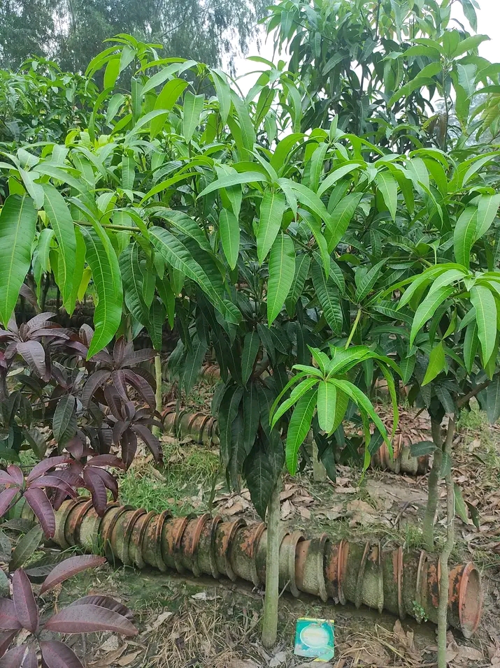 থাই কাঁচামিঠা আম_img_2