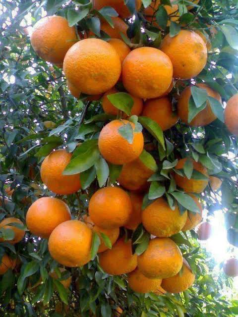 পাকিস্তানি কমলা