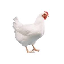 ব্রয়লার মুরগি। Live Broiler Chicken - Image 1