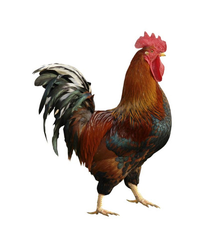 দেশি মুরগি chiken (desi)/ ১কেজি - Image 1