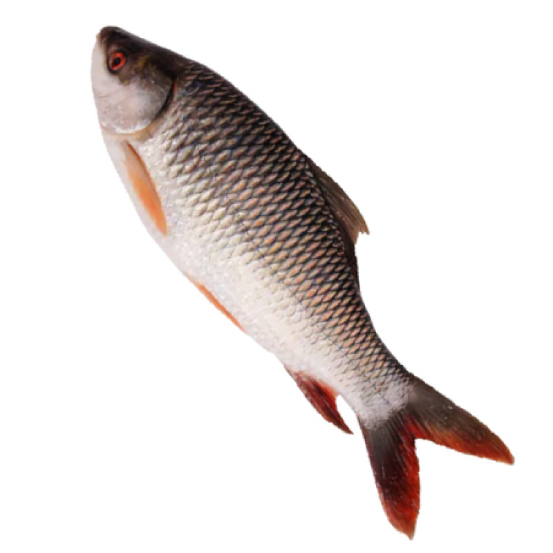 রুই মাছ rohu-fish-rui-mach - Image 1