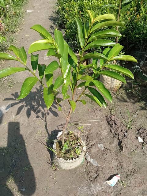 করসোল/ সাওয়ার সফ