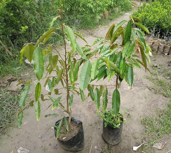 ডুরিয়ান