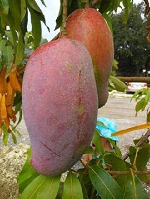 মল্লিকা আম_img_2