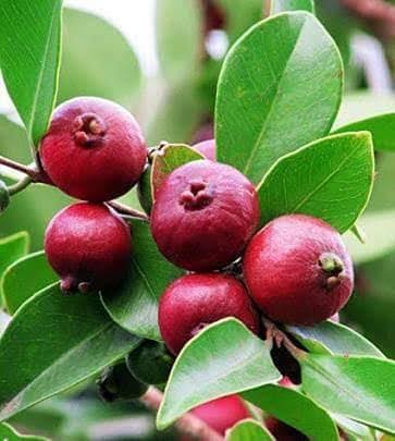 স্ট্রবেরি পেয়ারা_img_2