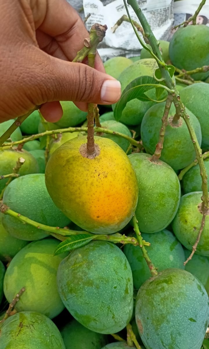 হিমসাগর আম ২০ কেজি হোম ডেলিভারি - Image 3