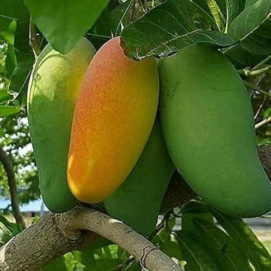 মিশ্রিভোগ আম_img_1