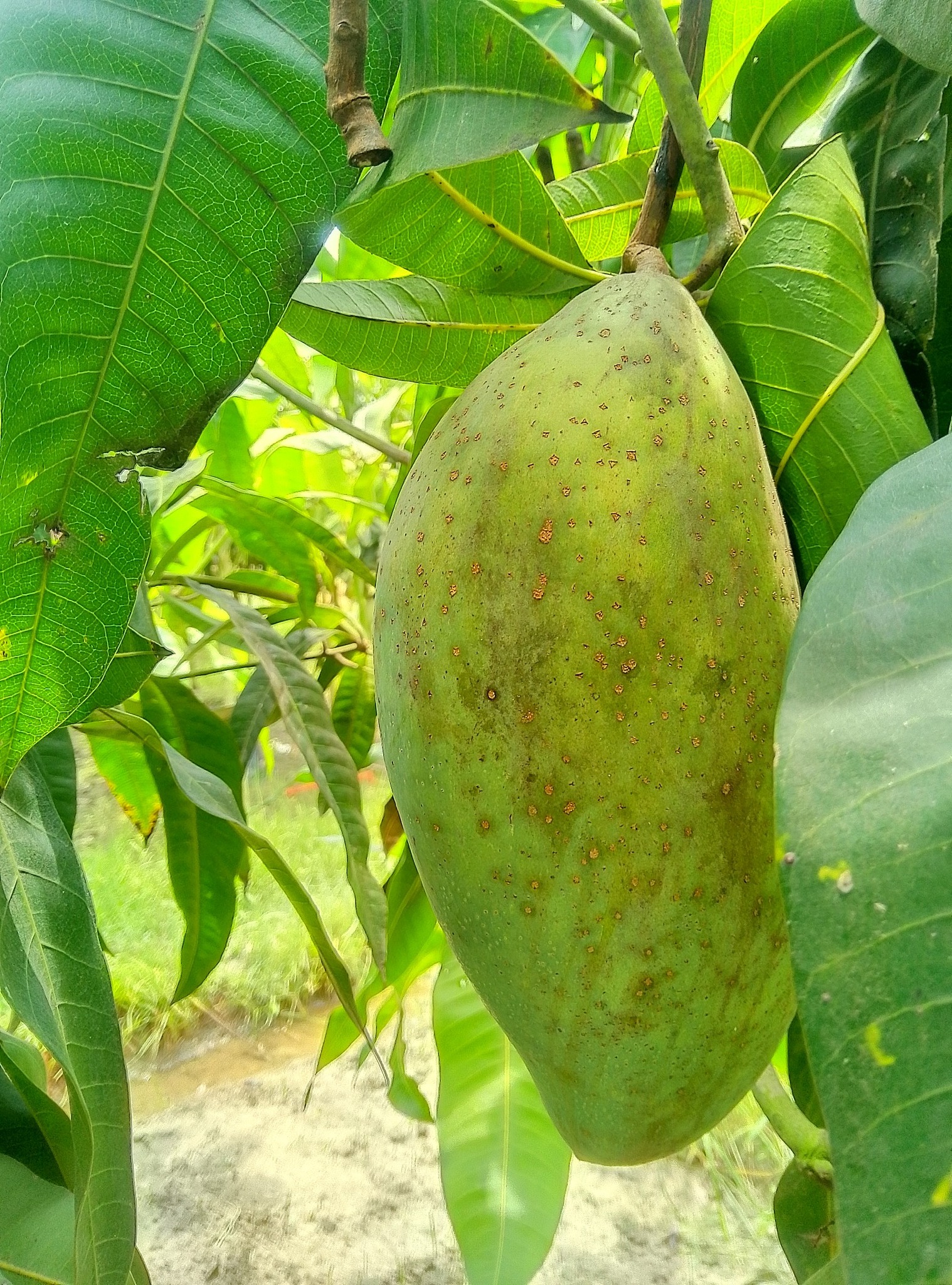 মিশ্রিভোগ আম