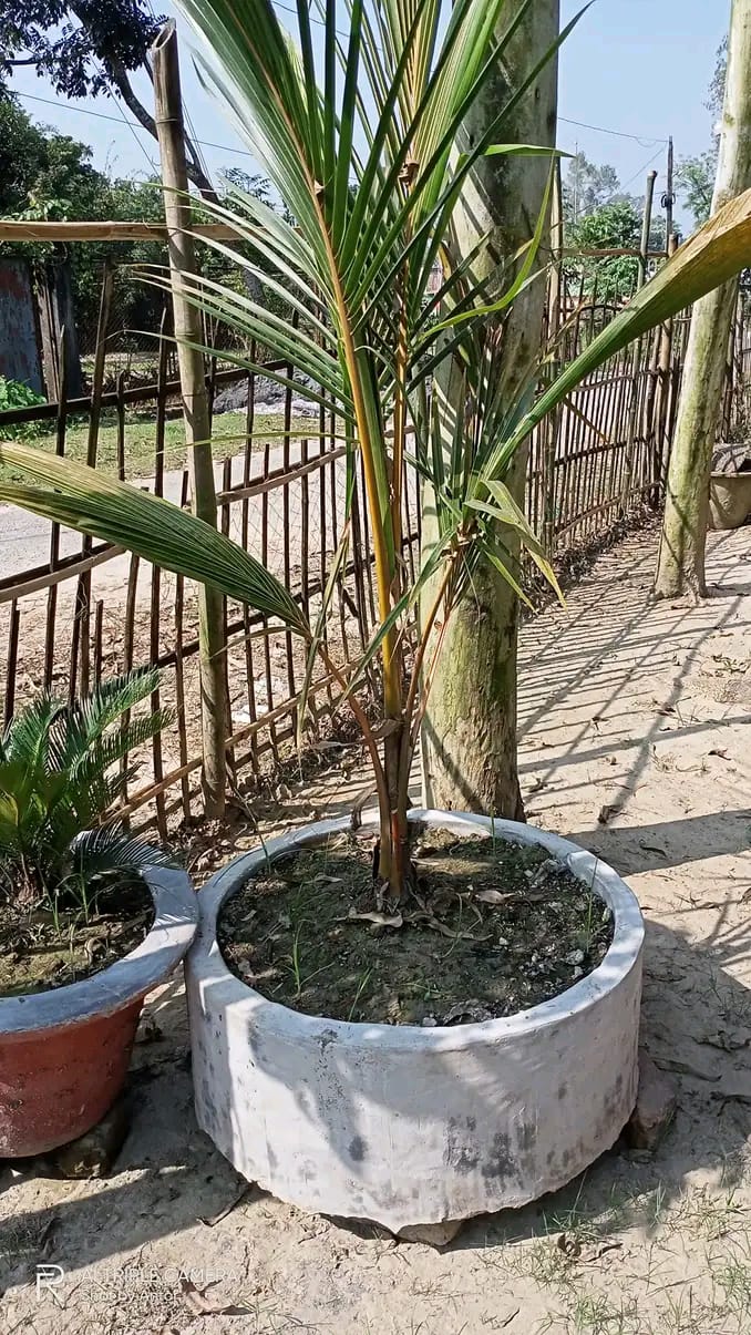 ভিয়েতনামের নারকেল চারা(সিয়াম ব্লু)_img_1