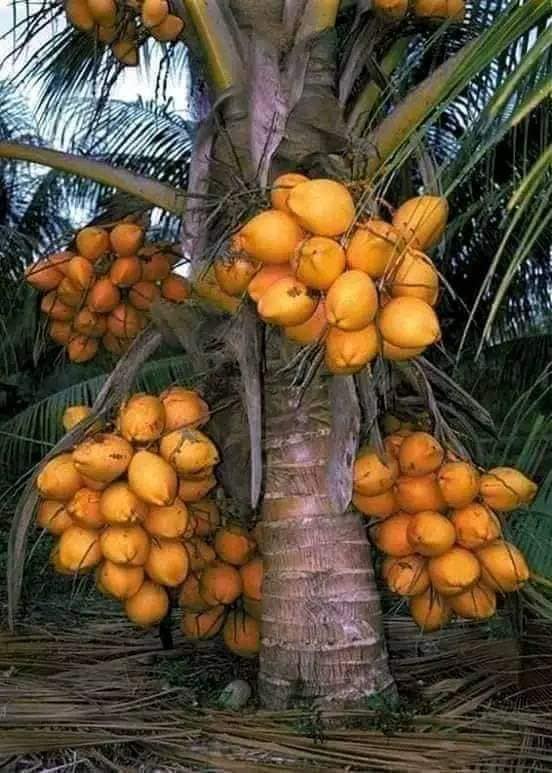 ভিয়েতনামের নারকেল চারা(সিয়াম ব্লু)