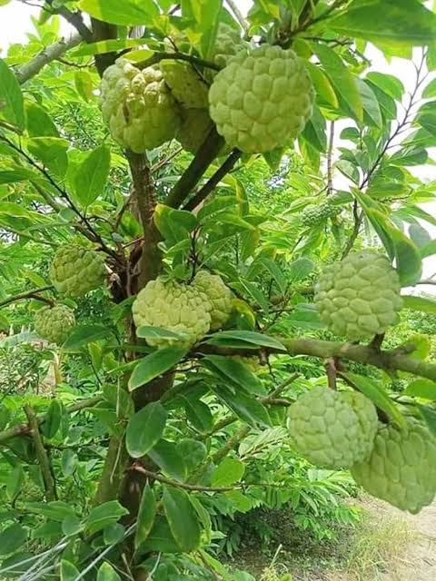 সুদানী শরিফা_img_1