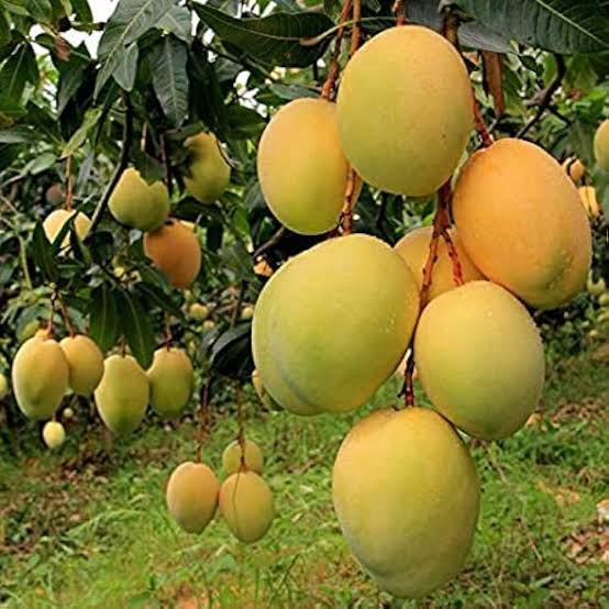 হাড়িভাঙ্গা আম গাছ