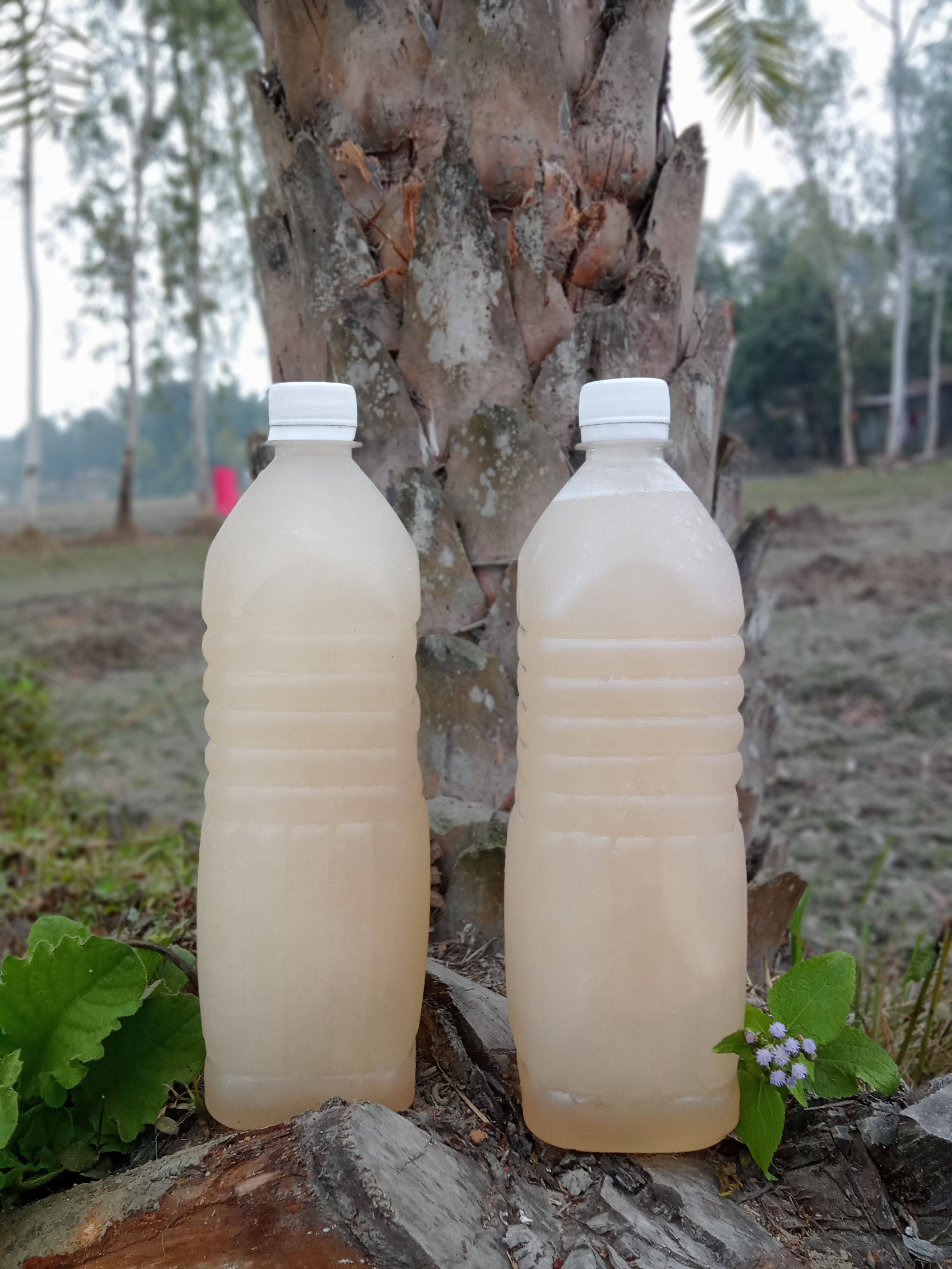 খেজুরের রস (১ লিটার)