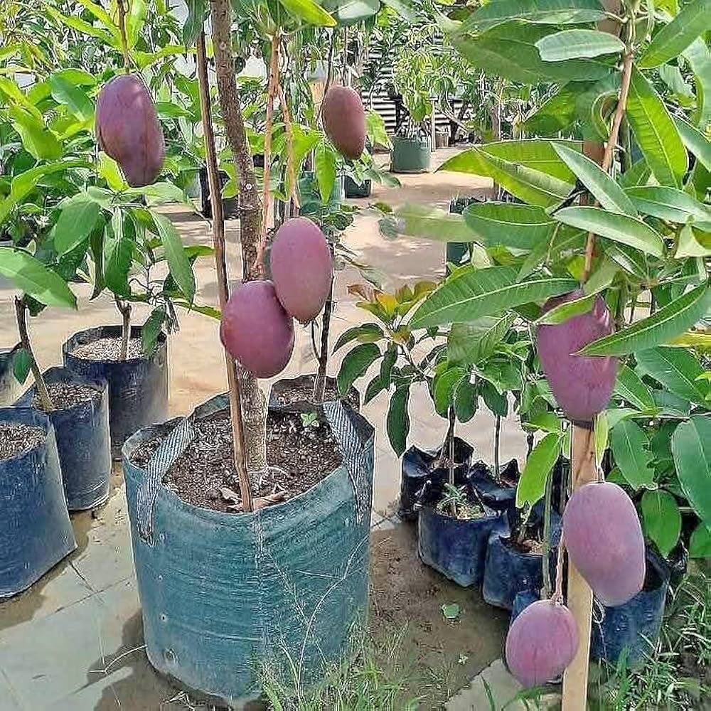 ব্লাকস্টোন আম_img_2