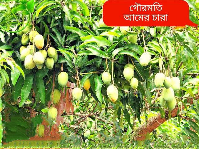 গৌরমতি আম