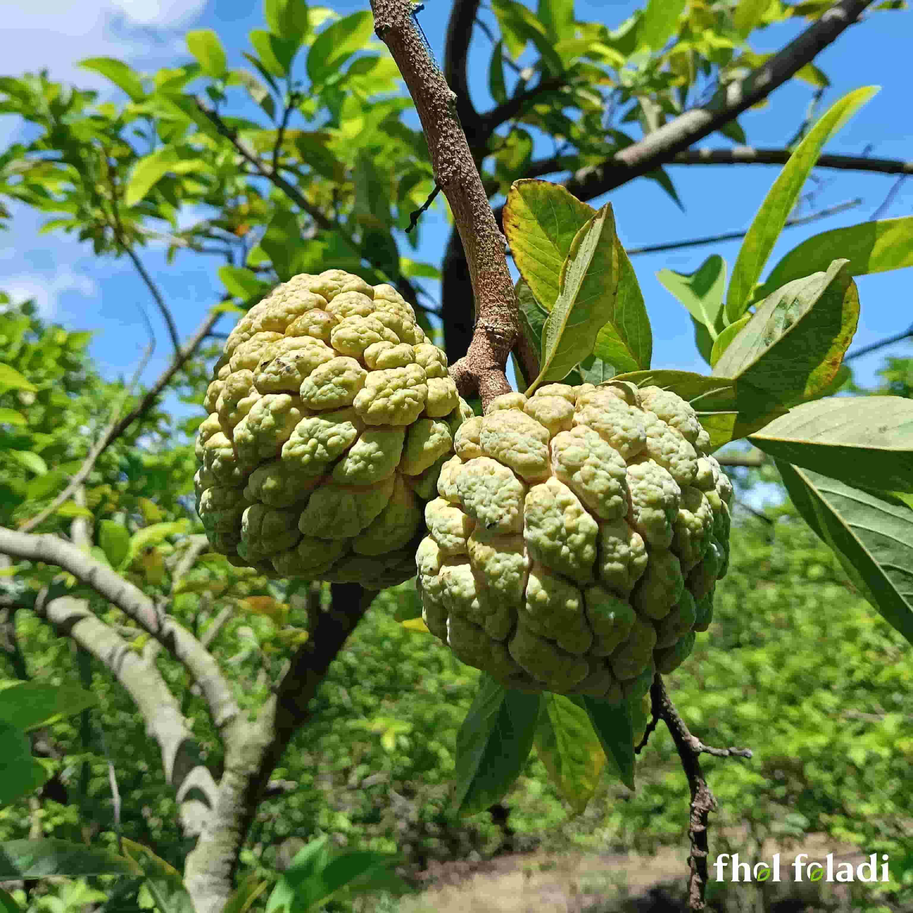 ন্যাচারাল শরিফা ফল - Custard Apple