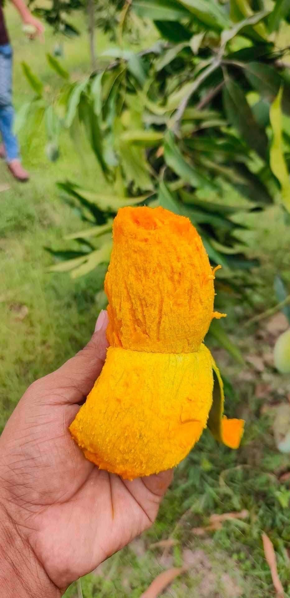 অর্গানিক আম্রুপালি (Am Rupali Mango)_img_5