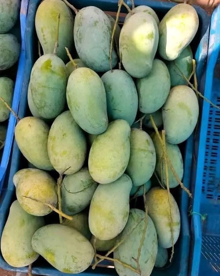 অর্গানিক আম্রুপালি (Am Rupali Mango)_img_7