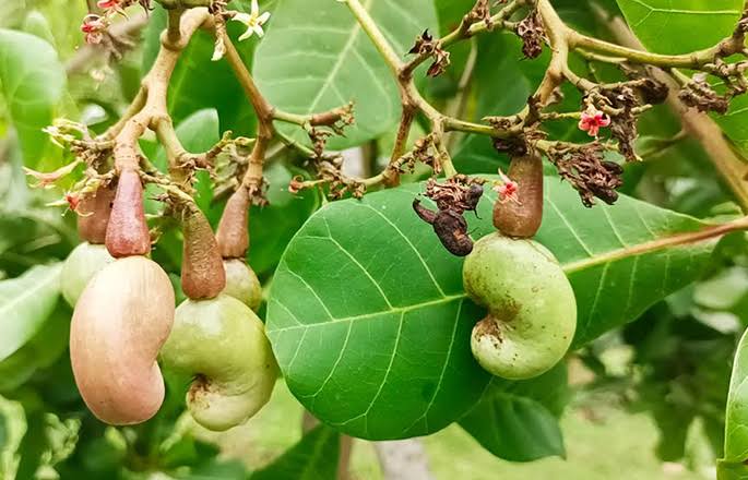 কাজু বাদাম_img_1