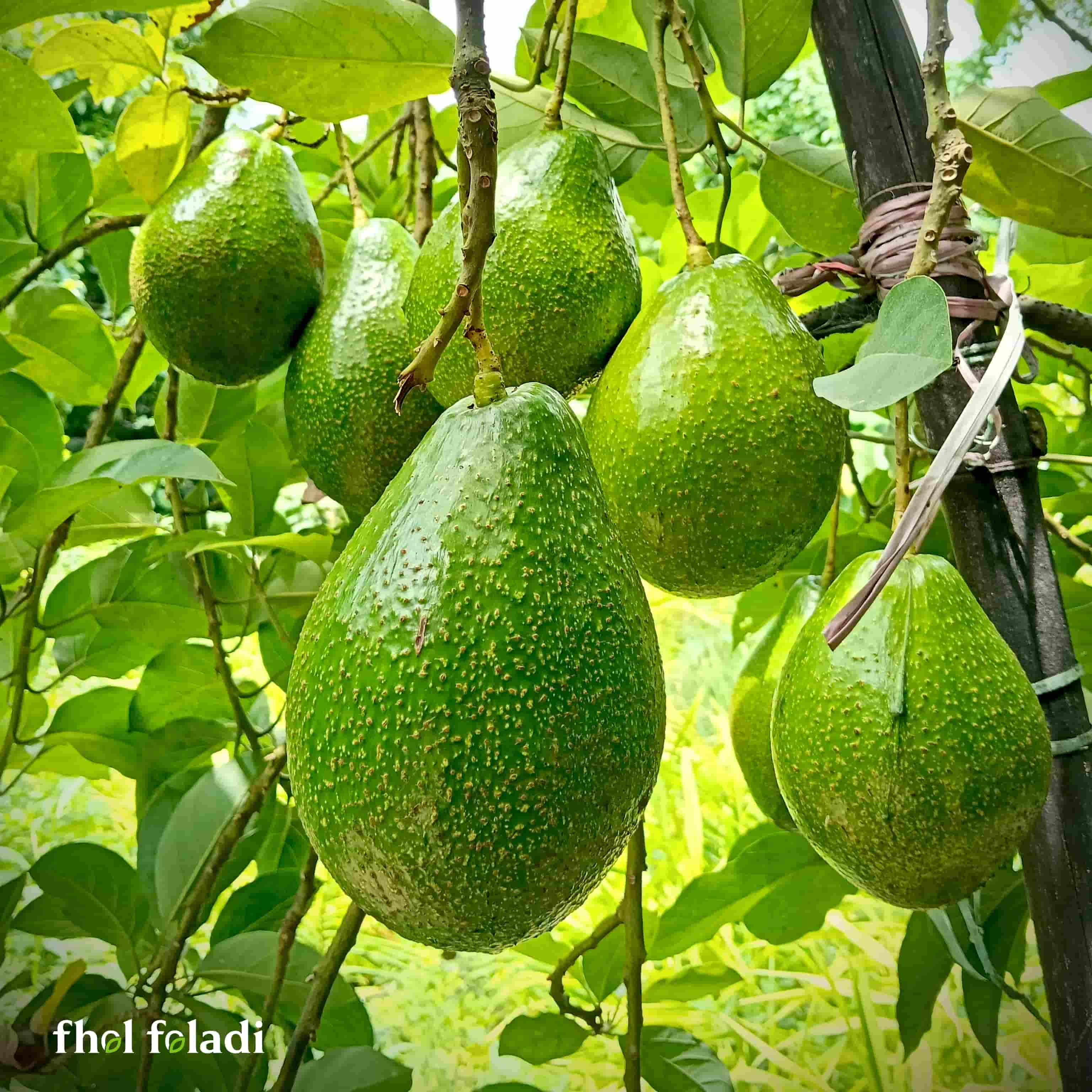 ন্যাচারাল অ্যাভোকাডো ফল - Natural Avocado Fruit
