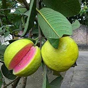 মাধবি লাল পেয়ারা_img_1