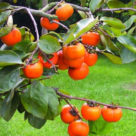 পার্সিমন
