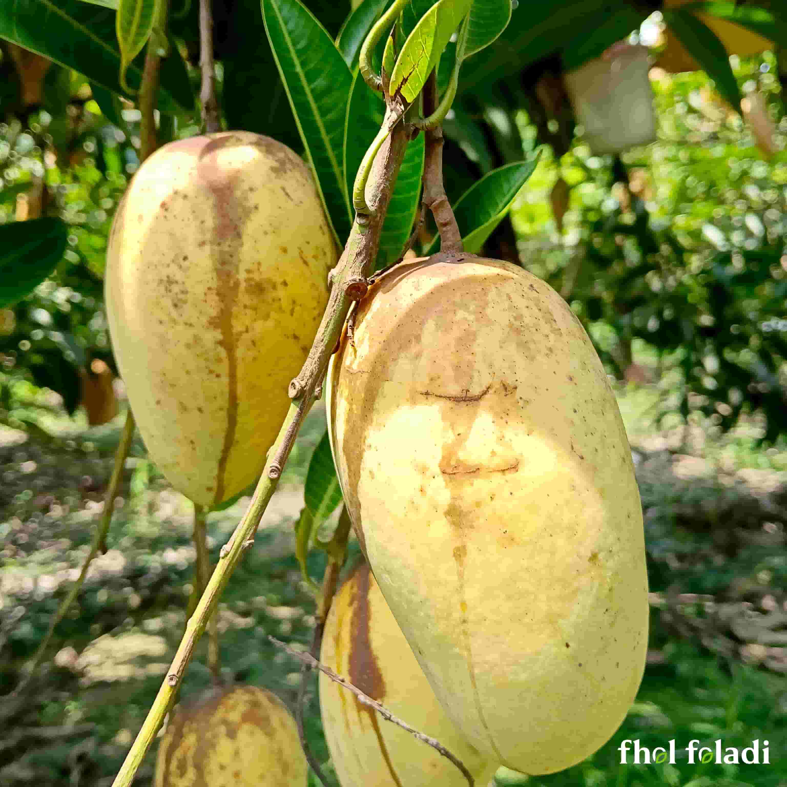 বারোমাসি সুইট কাটিমন আম (Katimon Mango) সম্পূর্ণ নিরাপদ ও পেস্টিসাইড রেসিডিউ-মুক্ত