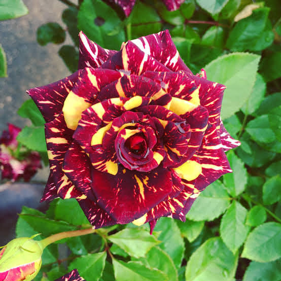 ড্রাগন গোলাপ